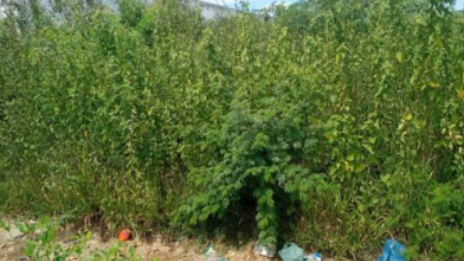 04 Terrenos em Santa Maria - Pedra Branca/CE, localizado em Pedra Branca - CE