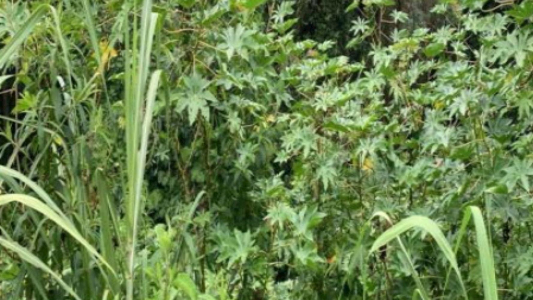 Terreno no Bairro Flor da Serra - Joaçaba/SC, localizado em Joaçaba - SC, bairro Flor da Serra
