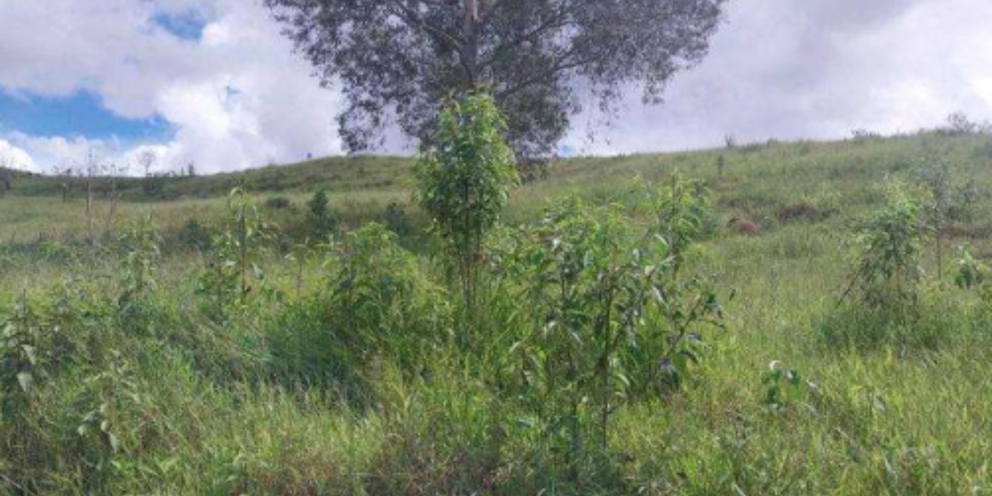 Terreno na Colônia Joaquim Delfino - Cristina/MG, localizado em Cristina - MG, bairro Colônia Joaquim Delfino