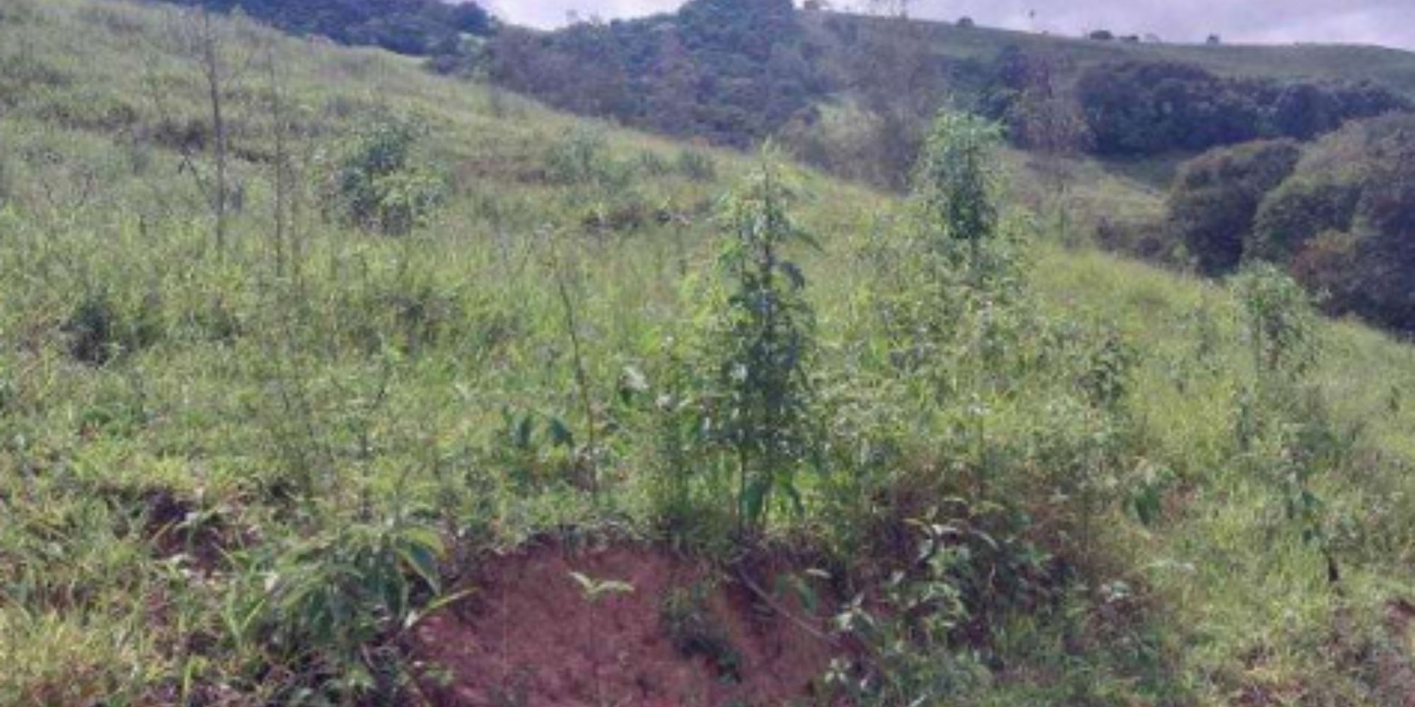 Terreno na Colônia Joaquim Delfino - Cristina/MG, localizado em Cristina - MG, bairro Colônia Joaquim Delfino