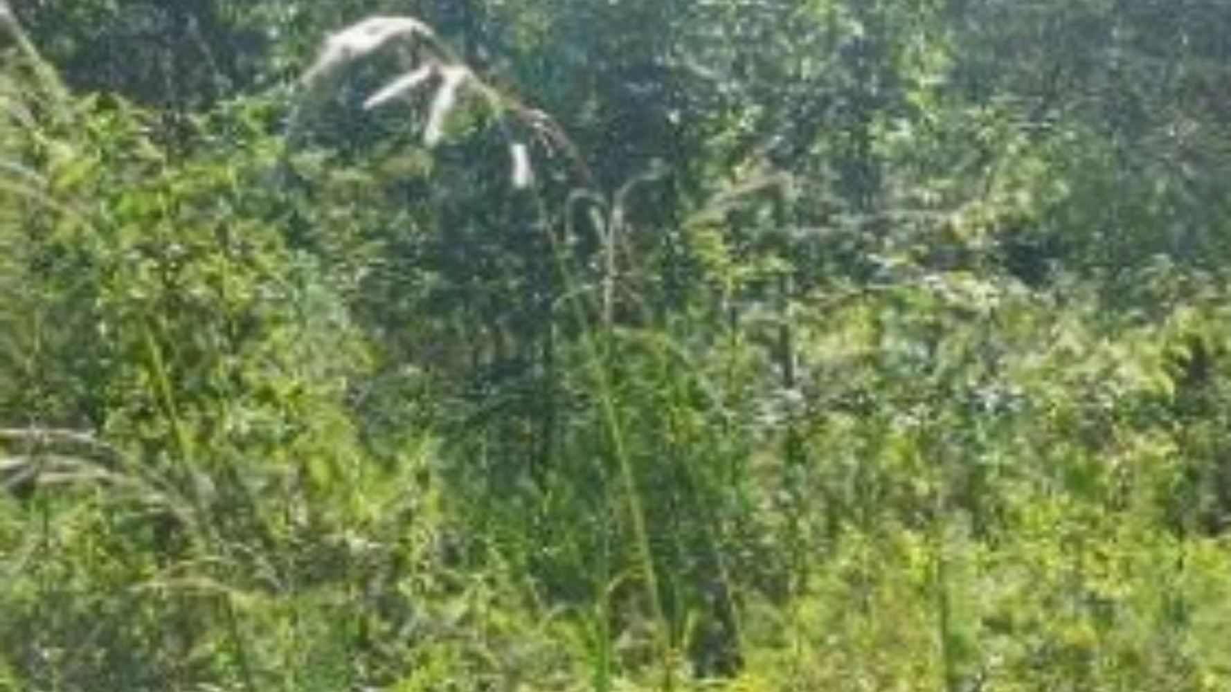 Terreno na Zona Rural - Vila Maria/RS, localizado em Vila Maria - RS
